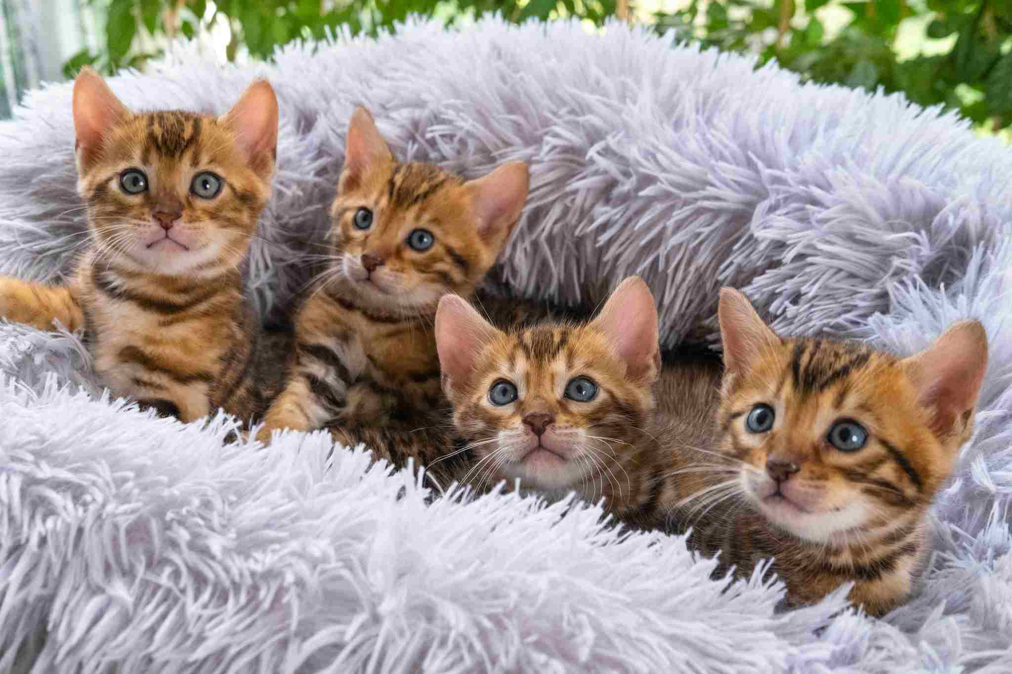 Cat breeders hot sale