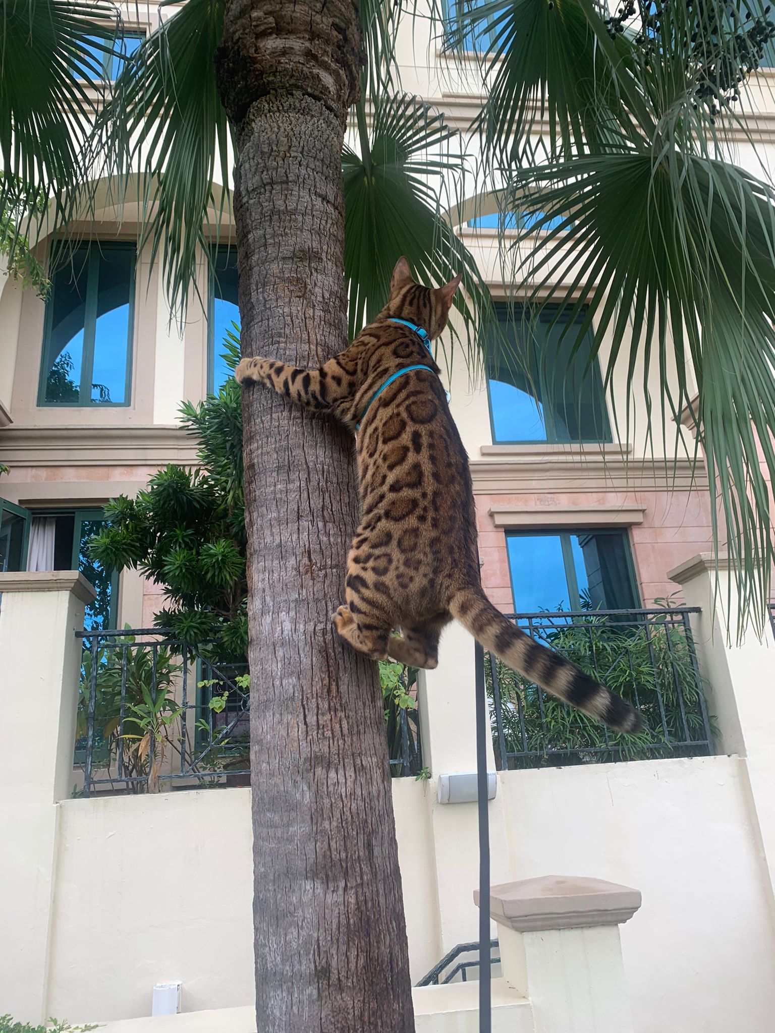 bengal cat climbing tree