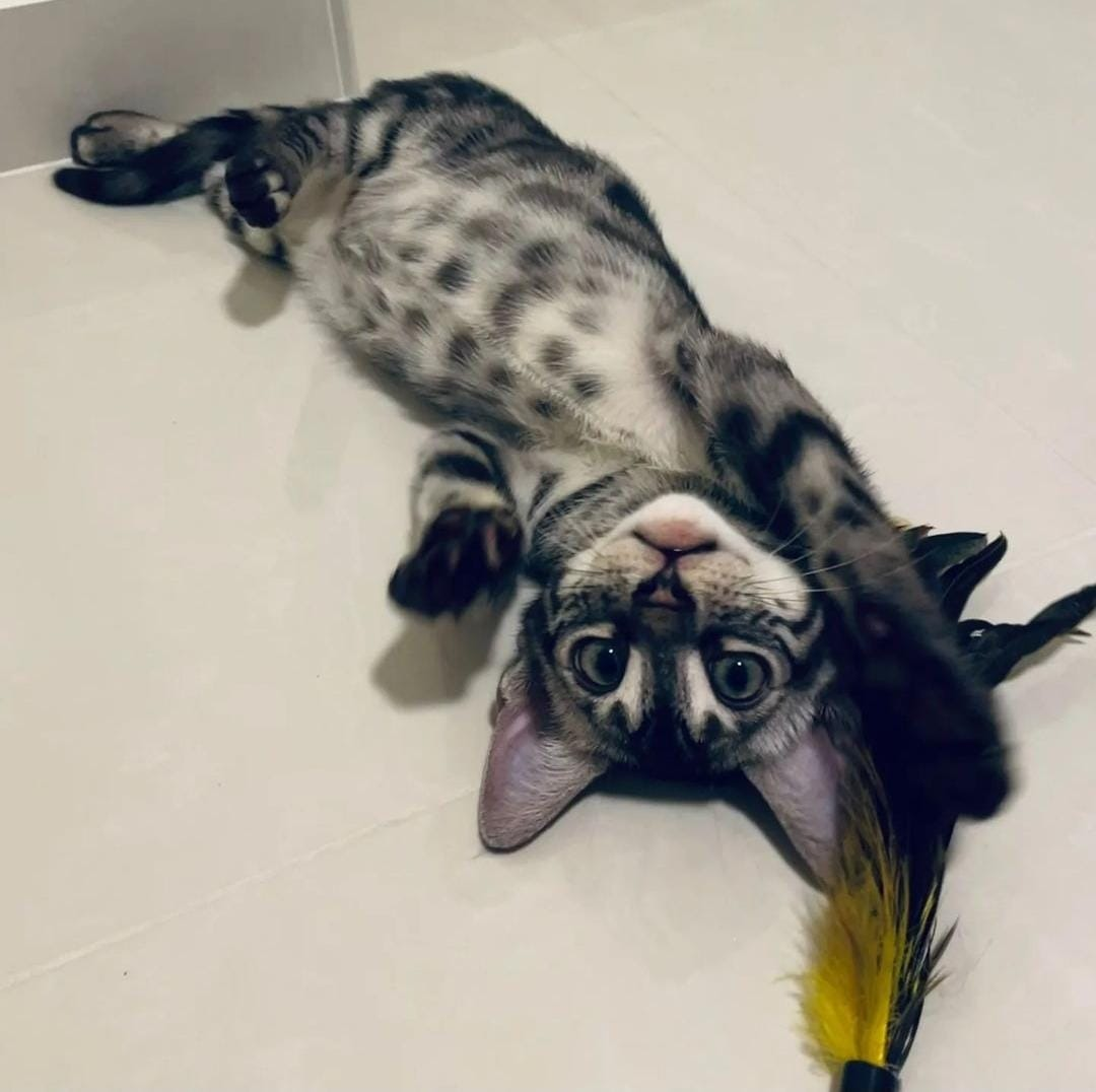 bengal cat playing on the floor