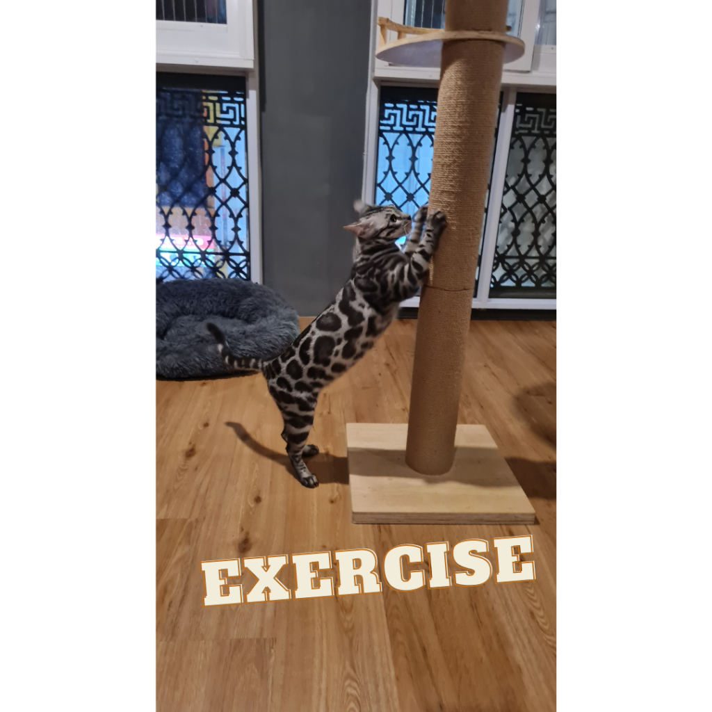 Bengal Exercise | Genetique Cats