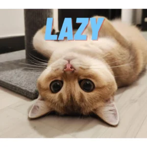 Quiz What Cat Are You? - How would you spend your day? | Genetique Cats