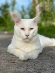 white maine coon cat e1681886916677